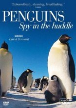 Пингвины: Шпион в толпе 2013