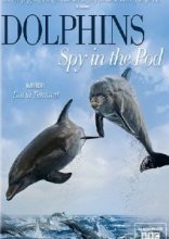 BBC: Дельфины скрытой камерой 2014