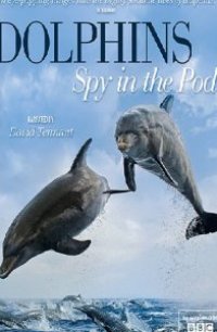 BBC: Дельфины скрытой камерой 2014